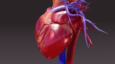 Human Circulatory System Anatomy clipart