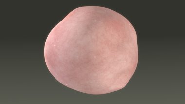 insan alveoller anatomisi