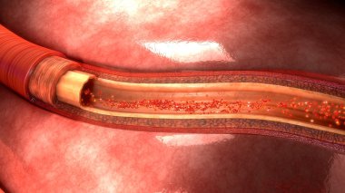 human artery anatomy clipart