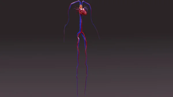 人体循环系统解剖 — 图库照片