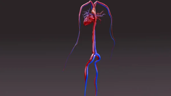 Anatomia do sistema circulatório humano — Fotografia de Stock