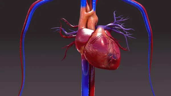 Human Circulatory System Infection — Stock Photo, Image