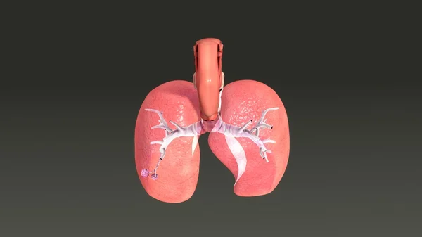 Anatomie der menschlichen Lungen — Stockfoto