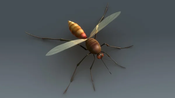 Infectious mosquito insect — Stock Photo, Image