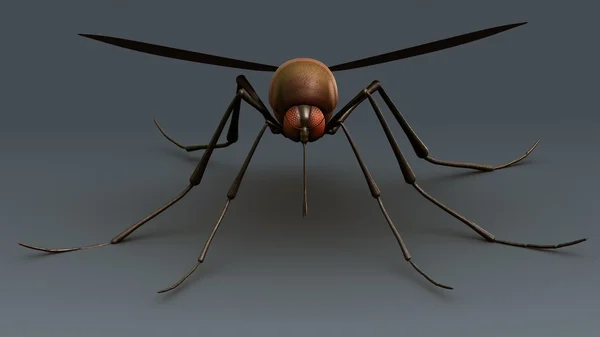 Infectious mosquito insect — Stock Photo, Image