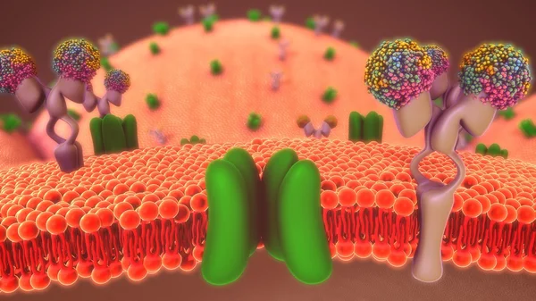 Menselijke glucose transformatie — Stockfoto