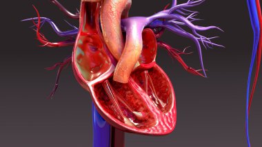 Human Heart Anatomy clipart