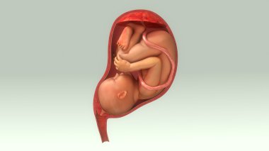 baby in female womb clipart