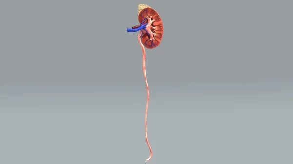 Human kidney half anatomy — Stock Photo, Image