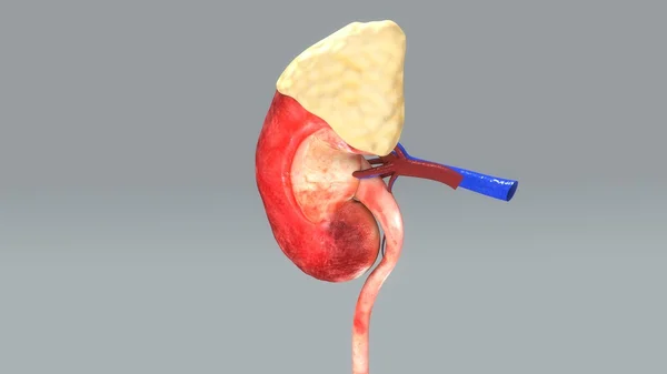 Media anatomía del riñón humano — Foto de Stock