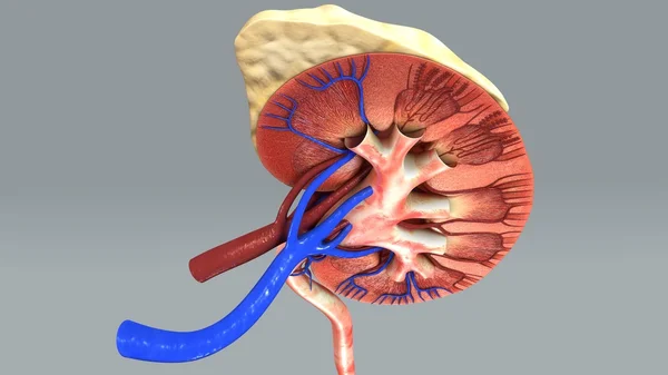 Menselijke nieren halve anatomie — Stockfoto