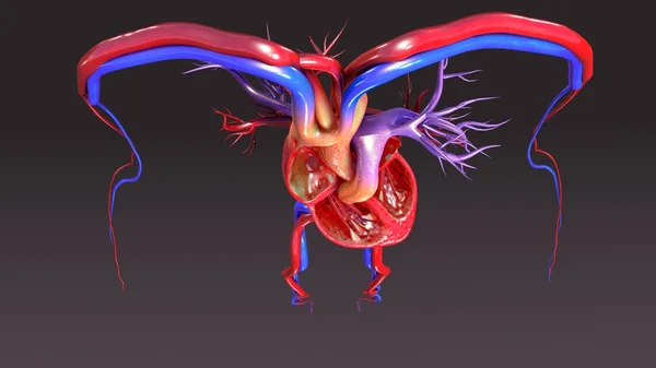 Human Heart Anatomy — Stock Photo, Image