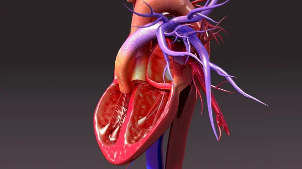 Anatomia do coração humano — Fotografia de Stock