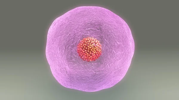 인간 난 자 세포 — 스톡 사진