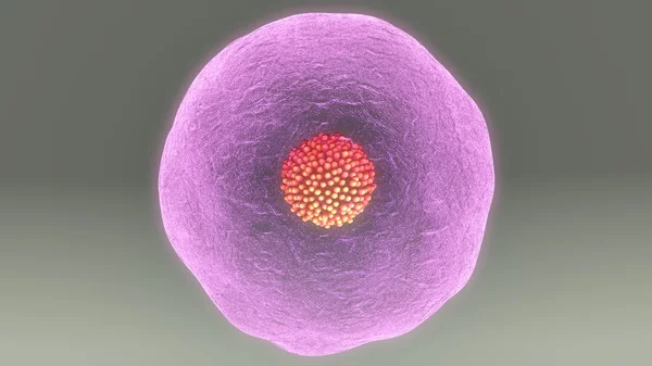 Human egg cell — Stock Photo, Image