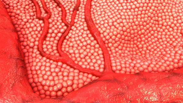 Células dos vasos sanguíneos humanos — Fotografia de Stock