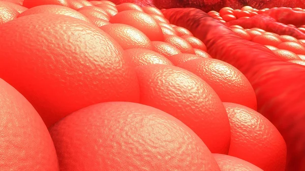 Human blood vessel cells — Stock Photo, Image