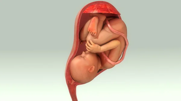 Baby in female womb — Stock Photo, Image