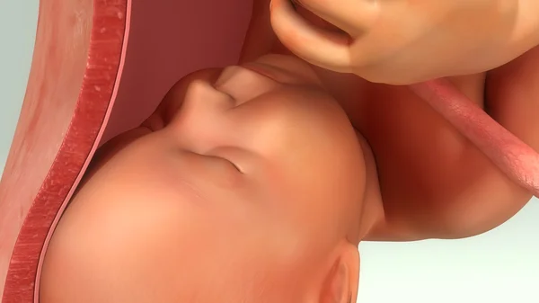Bébé dans le ventre féminin — Photo