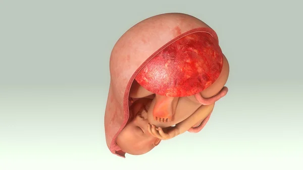 Baby in de baarmoeder van de vrouw — Stockfoto