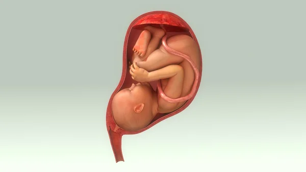 Bébé dans le ventre féminin Photos De Stock Libres De Droits