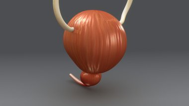 İdrar kesesi anatomisi