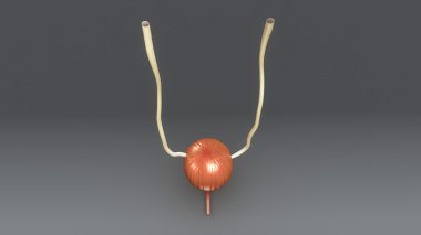 İdrar kesesi anatomisi
