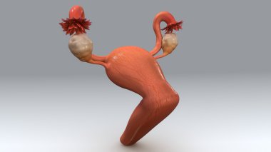 kadın uterus anatomisi
