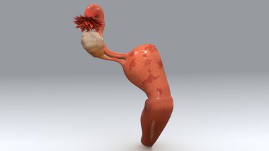 kadın uterus anatomisi