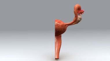 female uterus anatomy clipart
