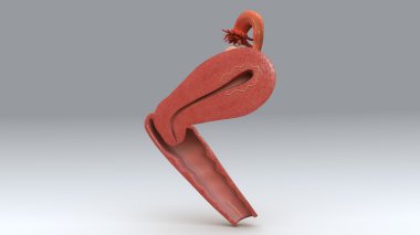 kadın uterus anatomisi