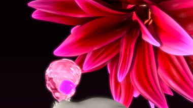 kadın yumurtalık patlama anatomisi