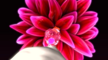 kadın yumurtalık patlama anatomisi