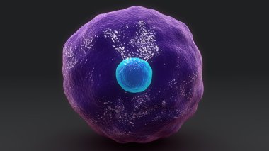 İnsan sitotoksik T hücre