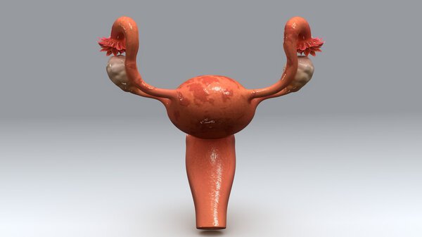 Uterus with Endometrial Tissue anatomy