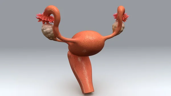 Kadın uterus anatomisi — Stok fotoğraf