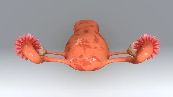 Utérus avec anatomie du tissu endométrial — Photo
