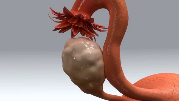 Vrouwelijke baarmoeder anatomie — Zdjęcie stockowe