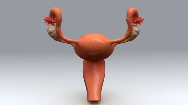 Female uterus anatomy — Stock Photo, Image