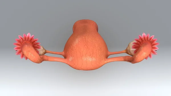 Anatomía del útero femenino — Foto de Stock