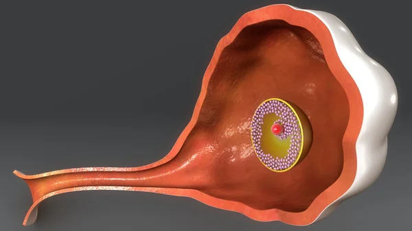 Anatomia jajnika kobiet — Zdjęcie stockowe