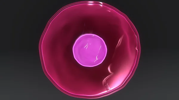 Т-лимфоциты человека — стоковое фото