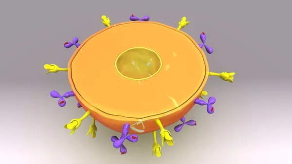 Плазменные клетки человека TS — стоковое фото