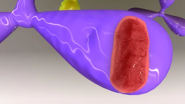 human plasma cell TS