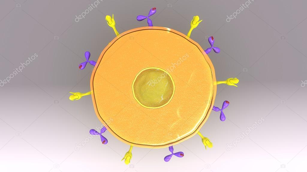 Human plasma cell TS Stock Photo by ©sciencepics 124251566