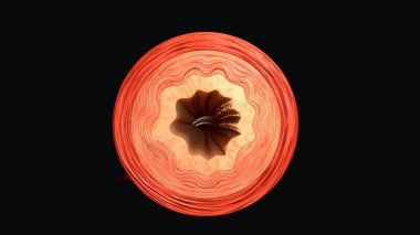 kan damarı bölüm anatomisi