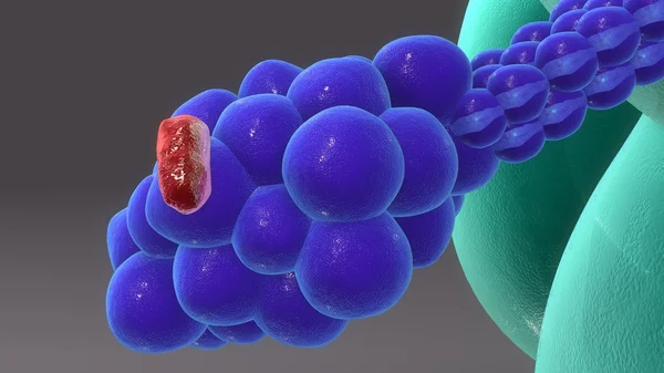 Ανθρώπινη μακροφάγων κυττάρων με υποδοχείς — Φωτογραφία Αρχείου
