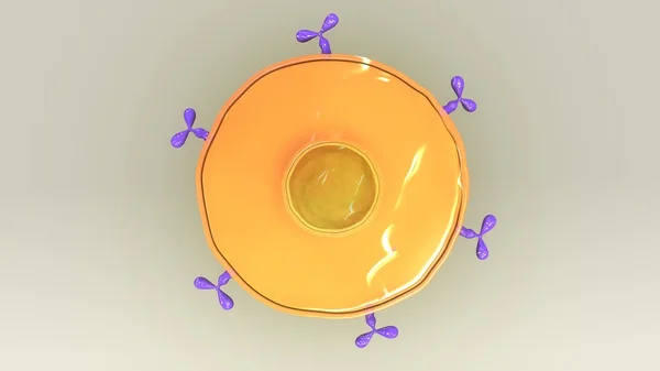 Human B lymphocyte cell — Stock Photo, Image