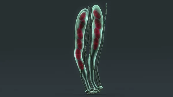 子囊孢子，子囊菌真菌孢子 — 图库照片