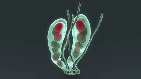 Ascospores, ascomycetes fungi spores — Stock Image Ascospores, ascomycetes fungi spores Stock Picture